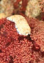 Nudibranch Ã¢â¬â Chromodoris aureopurpurea